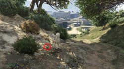Grand Theft Auto 5 Zancudo Peyote Plant Location