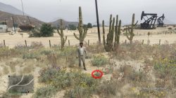 GTA 5 Grand Senora Desert Peyote Plant Location