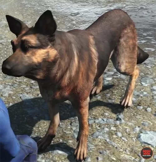 dogmeat companion fallout 4