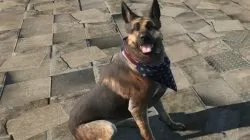 stars and stripes bandana