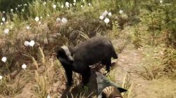 Far Cry Primal Animals Badger