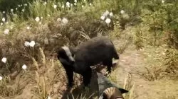 Far Cry Primal Animals Badger