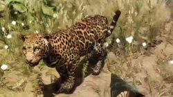 Far Cry Primal Animals Jaguar
