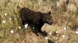 Far Cry Primal Animals Rare Black Jaguar