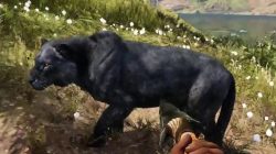 Far Cry Primal Animals Rare Black Lion