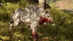 Far Cry Primal Animals Snowblood Wolf