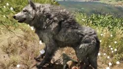 Far Cry Primal Animals White Wolf