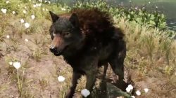 Far Cry Primal Animals Wolf