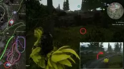 Xelpathol Secret Chocobo Color Pear FFXV