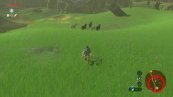 Zelda Breath of the Wild How to Get Horses