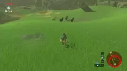 Zelda Breath of the Wild How to Get Horses