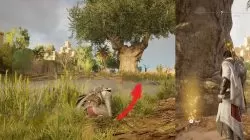 AC Origins Royal Flora Papyrus Puzzle Solution Guide