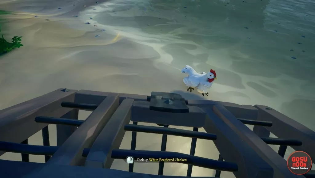 how to catch & find chickens sea of thieves