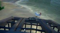 how to catch & find chickens sea of thieves