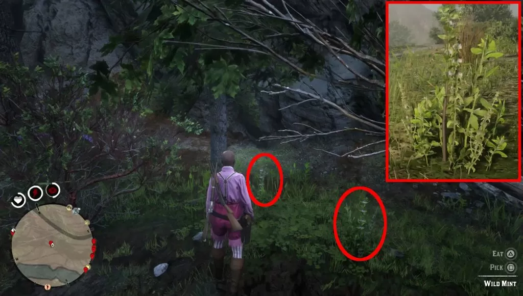 rdr2 wild mint locations