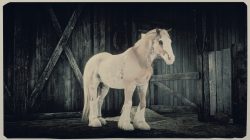 how to get gypsy cob new red dead online horse