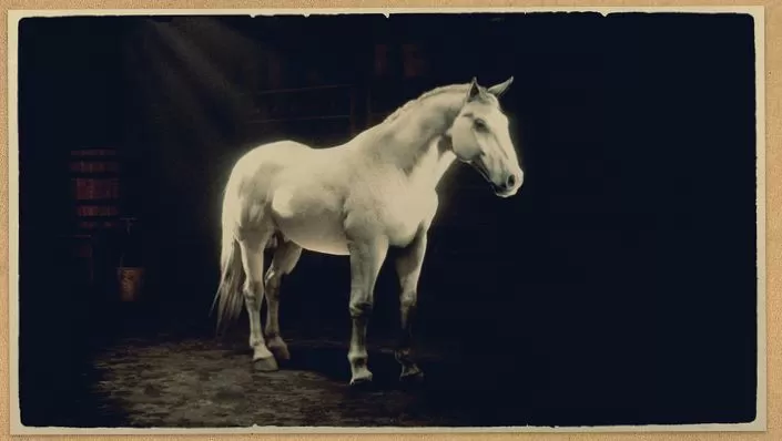 norfolk roadster horse rdo