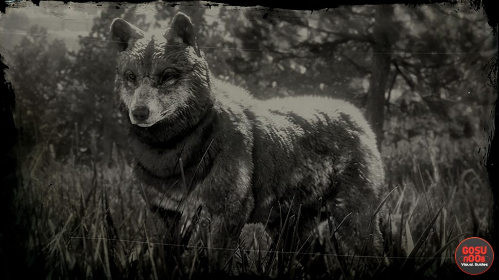 timber wolf locations rdr2 online