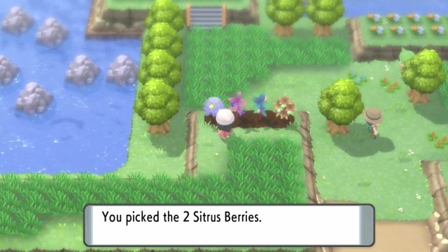 Berries Pokemon BDSP How to Get & Grow Berries