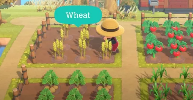 How to Get Wheat in ACNH