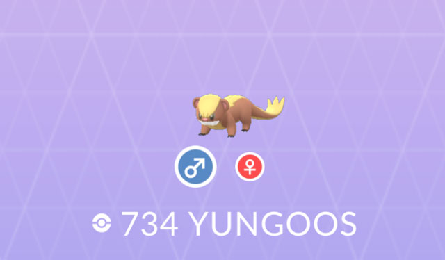 shiny yungoos pokemon go yungoos spotlight hour