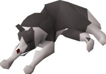 pet the museum camp dog osrs